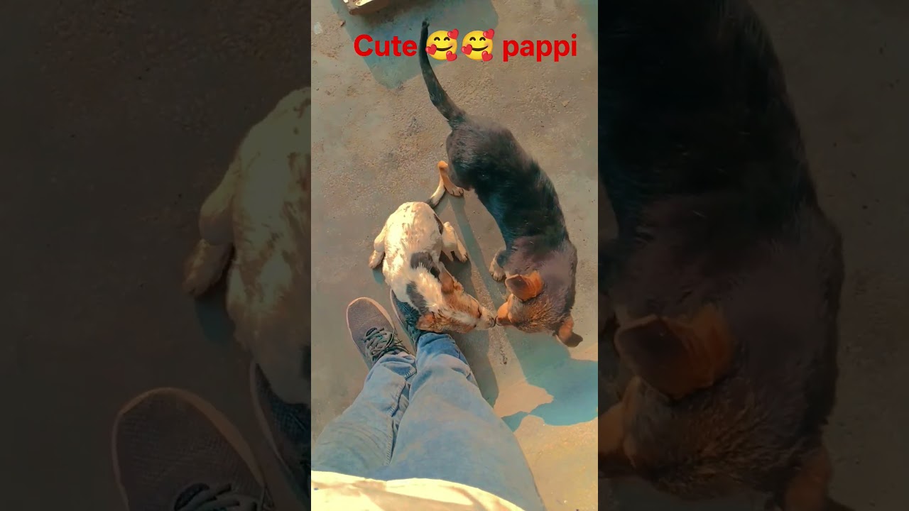 so ❤️ 🥰 pappi 💕 