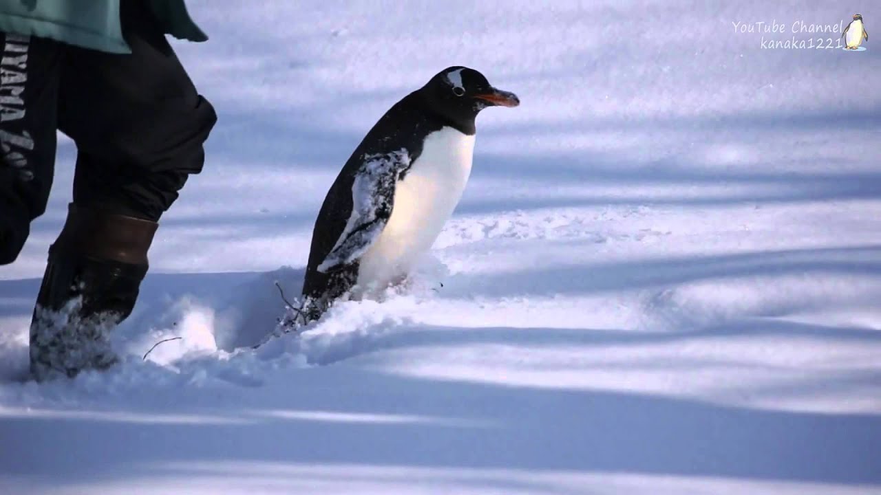 ジェンツーペンギンのちっとも進まないトボガン滑り Youtube