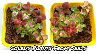 How To Grow Coleus From Seeds || Coleus Mix Seeds Germination Process