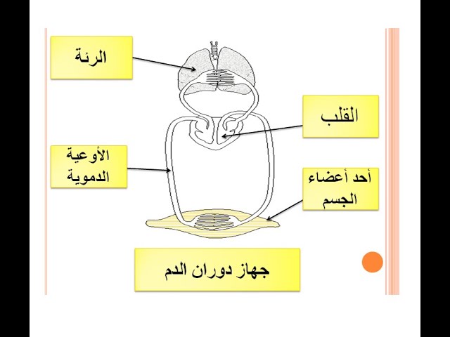 تربية علمية: دوران الدم و دور الإسعافات الأولية بشرح بسيط و سهل - للسنة الرابعة ابتدائي