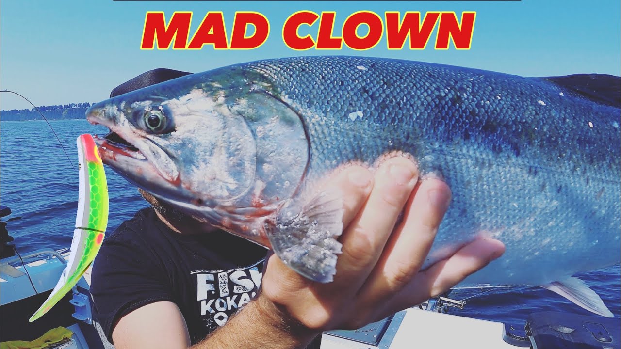 Coho Salmon Smash Yakima Bait SpinFish YouTube