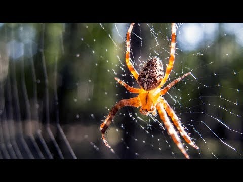 Video: Kas pikajalgsed ämblikud on kahjulikud?