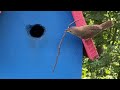 Bird Trying to Fit a Stick Into Its House