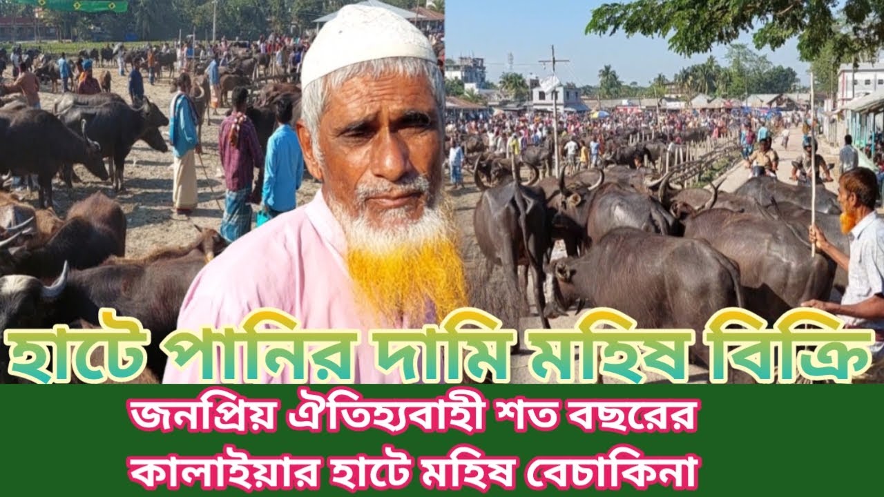 পানির দামে মহিষ !! শত বছর ঐতিহ্যবাহি জনপ্রিয় কালাইয়া মহিষের হাট !! বাউফল কালাইয়াcow market price