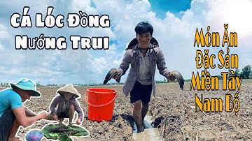Đi Bắt Cá Lóc Nướng Trui Nướng Rơm Ăn Tại Chỗ [ Món Ăn Đặc Sản Miền Tây Nam Bộ ] Phạm Điền Official