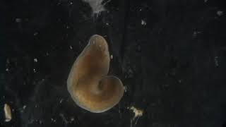 ナミウズムシ　Dugesia Japonica