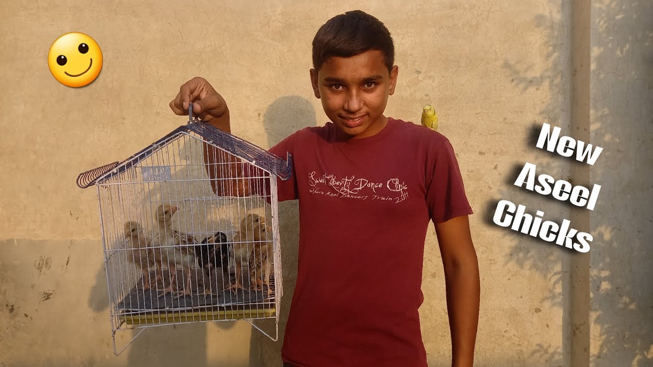 New Black 😍 Aseel Chicks lay 🙂 ay | We buy a aseel chicks