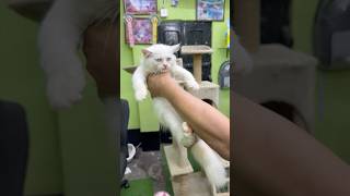 Blue Eyes Persian Cat Price in Kolkata. #pets #cat