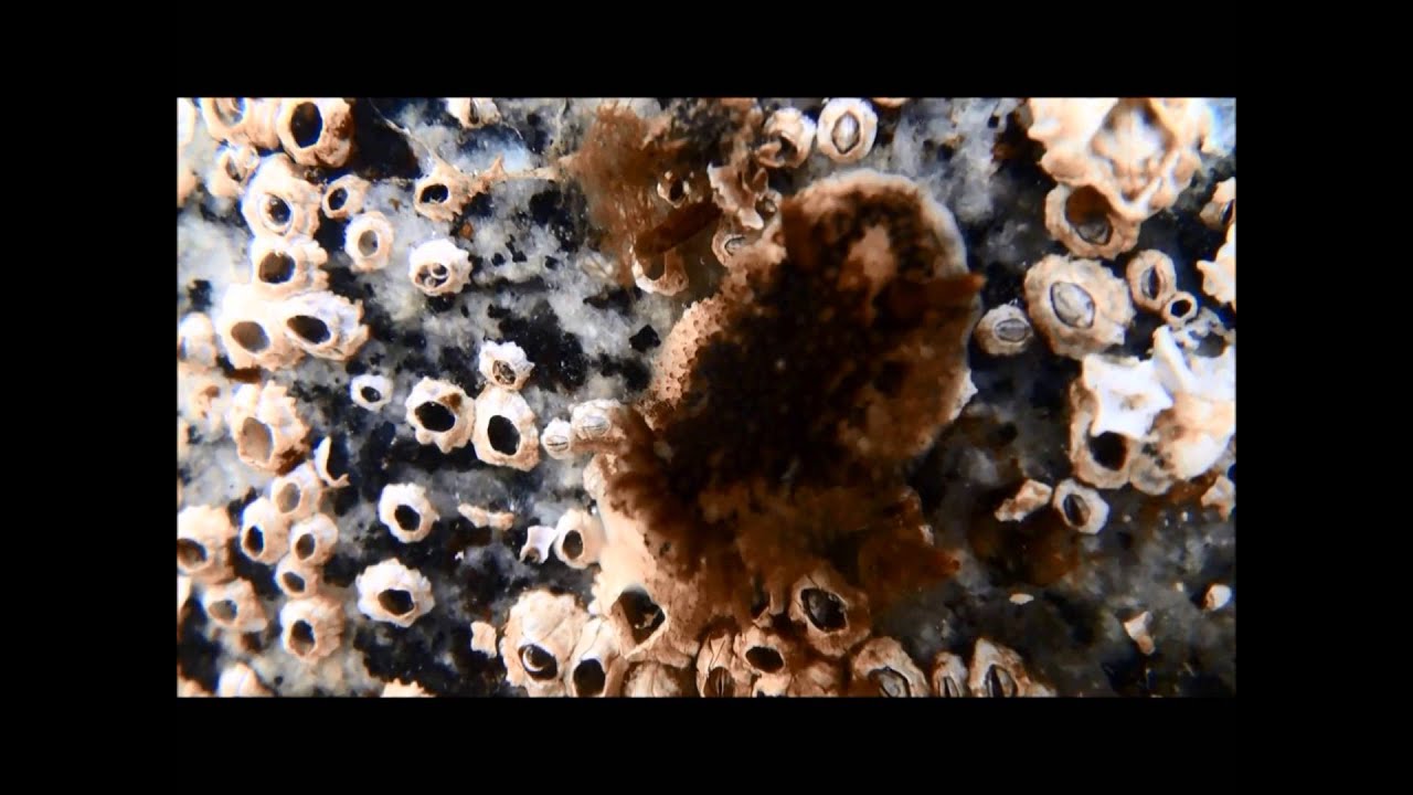 Egg Ribbons of Onchidoris bilamellata