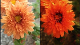 photography flowers photo editing in Snapseed app screenshot 5