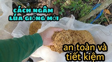 Cách ngâm lúa giống mới an toàn tiết kiệm Thanhdotv