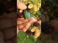 Black mulberry tree with lots of fruits #shorts #mulberryfruit #youtubeshorts