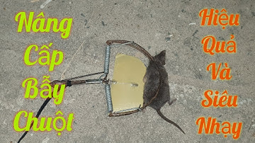 Cách nâng cấp bẫy chuột bán nguyệt hiệu quả và siêu nhạy.