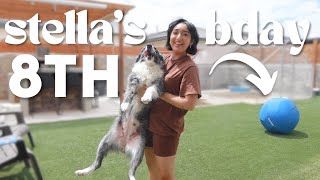 THIS HERDING BALL CHANGED my HERDING DOGS LIFE | Stella Turns 8 YEARS OLD