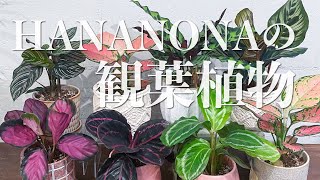 【観葉植物】HANANONAのグリーンをご紹介！