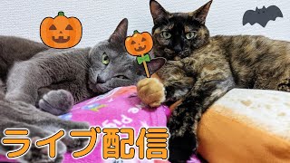 月1のマグロとおやつのハロウィン配信🎃