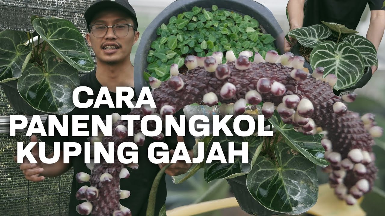 Cara Panen & Semai Biji Tongkol Anthurium Kuping Gajah | Cara Budidaya Anthurium | bth tropicals