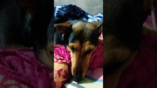 Jai shri ram #diljitdosanjh #daillypost #funny #daillynews #hakam kangarh#motivation #viral ##@@😀😀