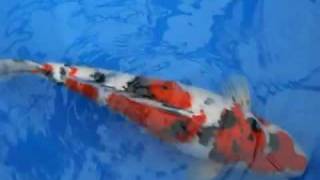 Isa Sanke, 55cm, S$9,000