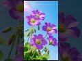 🌺garden 💐 #happymood #happyflowers #flowers #beautiful #flowerstagram #flowerstalking #flowerspower.