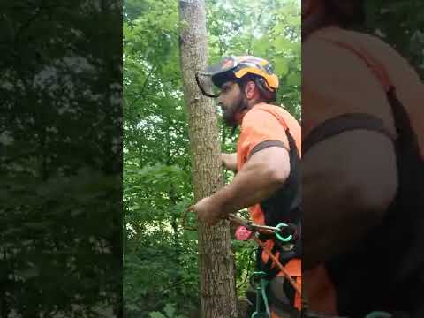 Videó: A fára mászó tüskék károsítják a fákat?