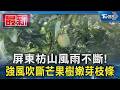 屏東枋山風雨不斷! 強風吹斷芒果樹嫩芽枝條｜TVBS新聞 @TVBSNEWS01