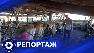 Репортаж: Фермер Оруджали Гардашов из Амги