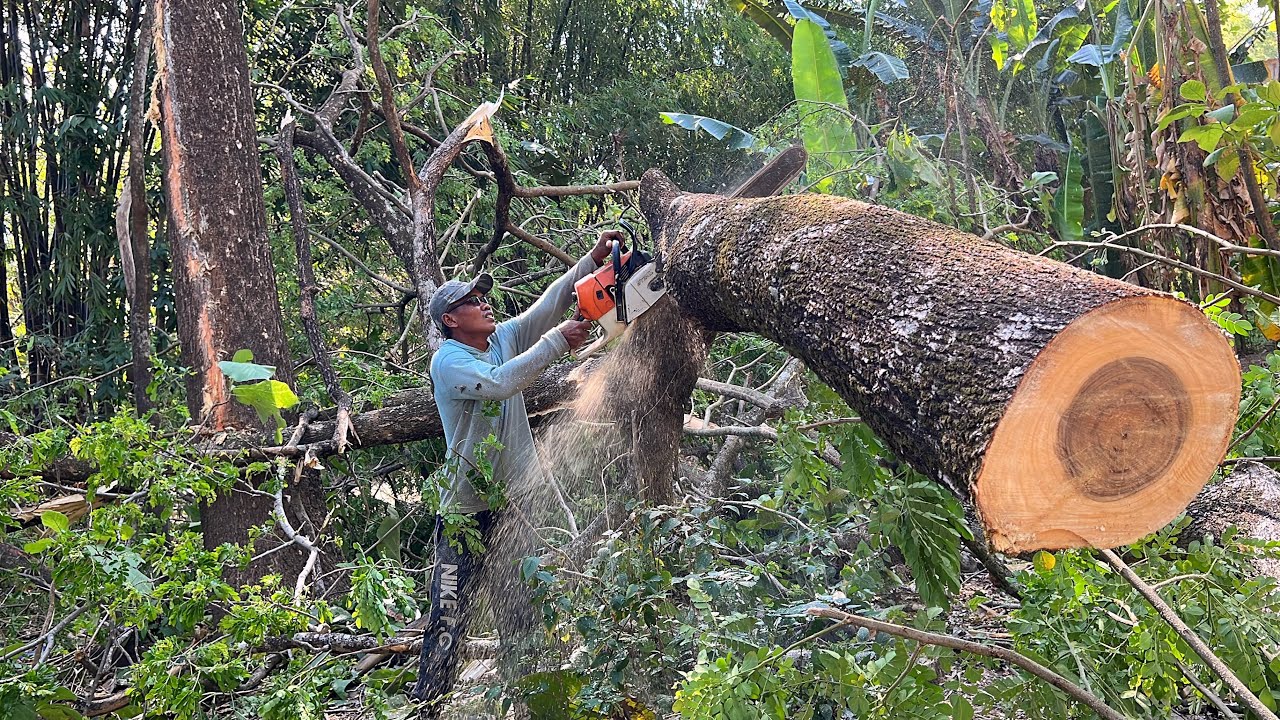 Stihl ms660 Vs Husqvarna 395xp chainsaw !! Cut down 2 trembesi trees ...