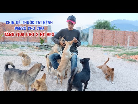 Video Tặng quà cho 2 bé heo dễ thương, và chia sẻ thuốc trị... - youtube