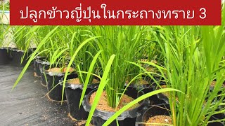 การปลูกข้าวในกระถาง ข้าวญี่ปุ่น