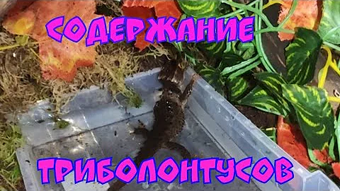 Мои крокодиловые сцинки. Содержание триболонтусов в террариуме.Кормление.