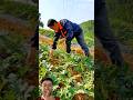 The watermelon plants, carefully tended on the hillside, look very attractive and interesting.