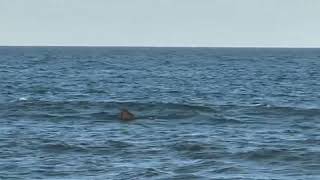 BIG SHARK spotted on the beach - Jersey Shore Shark!