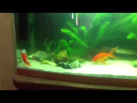 Picture of Goldfish spawning 2 (better video) - YouTube