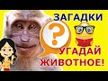 ДЕТСКИЕ ЗАГАДКИ ПРО ДИКИХ ЖИВОТНЫХ. Угадай животное