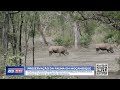 PROTEÇÃO DA FAUNA #EcoNews