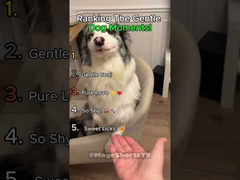 Top 5 Gentle Dog Moments! 🐶✨🏆#pets #dogs #viral