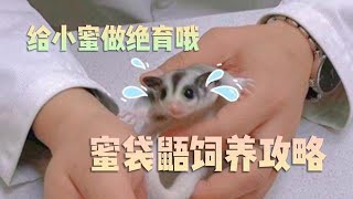 蜜袋鼯的故事丨蜜袋鼯飼養攻略～新手養蜜應該如何選擇？ 【劉小呆是條鹹魚】