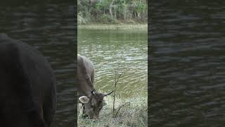 Testing 3D Printed Parabolic Mic on a Cow 32 Bit Float ASMR
