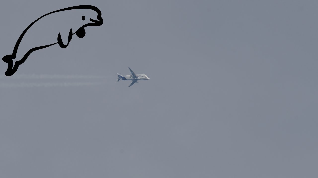 Planespotting-Highlight: Beluga überfliegt Frankfurt in 11.000 Metern Höhe