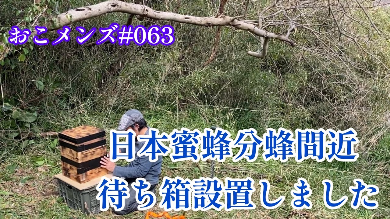 日本蜜蜂､分蜂間近 待ち箱設置しました。こんなとこに､こんな向きで置きました。