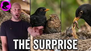 Watching the Blackbirds Grow: Update 4