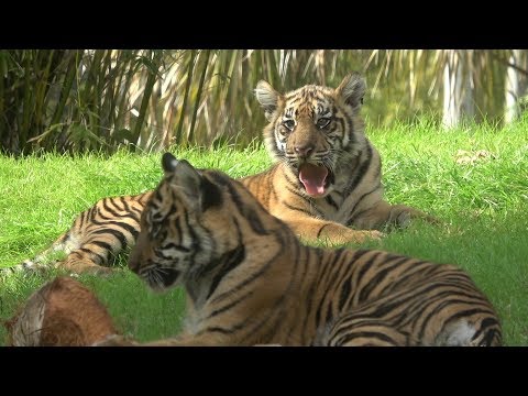 Sumatran Baby Tiger Cubs 5 Months Old At Disney's Animal Kingdom | Maharajah Jungle Trek