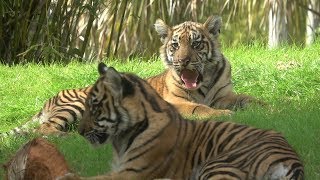 Sumatran Baby Tiger Cubs 5 Months Old At Disneys Animal Kingdom | Maharajah Jungle Trek