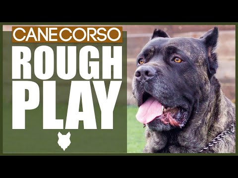 How To Stop Your CANE CORSO PLAYING ROUGH