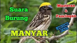 SUARA BURUNG MANYAR KEPALA EMAS SUARA ASLI