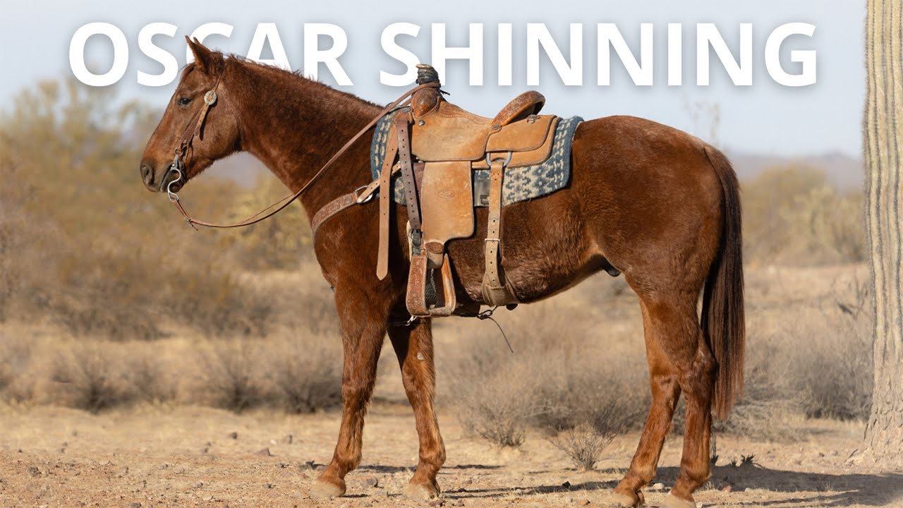 OSCAR SHINNING  - 3 YO RED ROAN GELDING