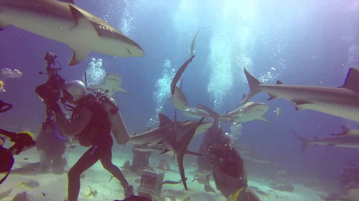 Bahamas - Stuarts cove - No Cage