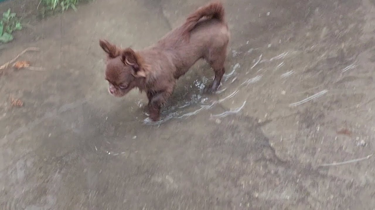 после дождя в Симферополе гуляем по лужам питомник чихуахуа Кастропуло ...