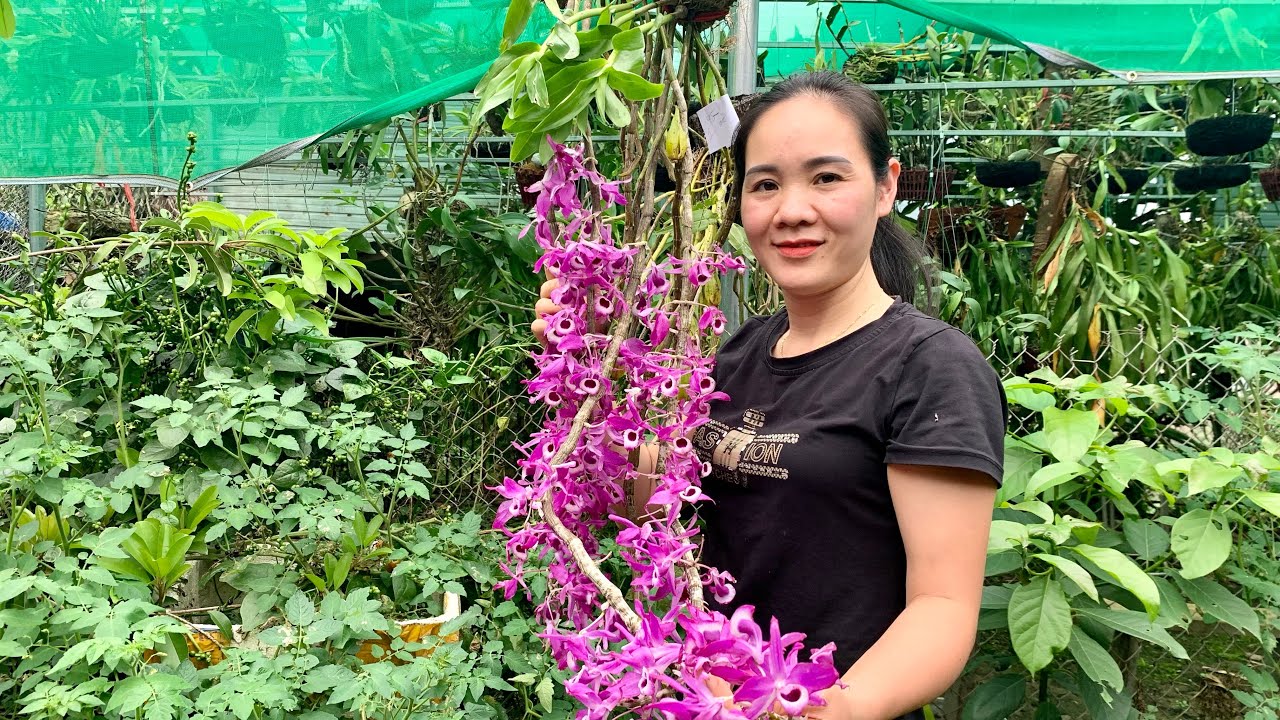 01/3/2026 EM NGỌC LAI CHÂU BÁN LAN RỪNG 0975 999 767  || PHONG LAN RỪNG